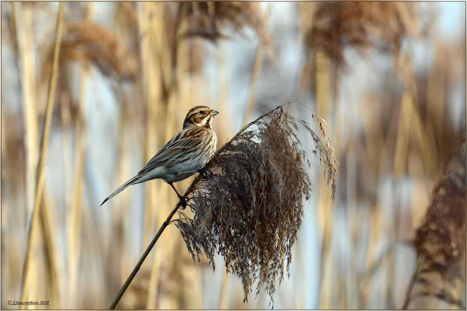 Migliarino-di-palude-(Emberiza-schoeniclus)-female