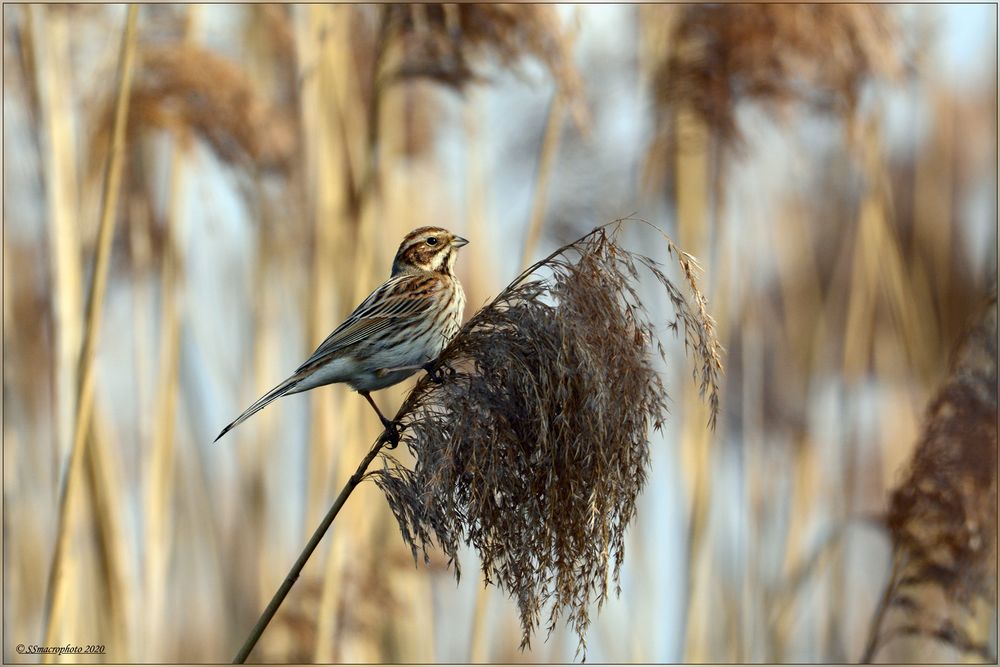 Migliarino-di-palude-(Emberiza-schoeniclus)-female