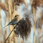 Migliarino-di-palude-(Emberiza-schoeniclus)-female