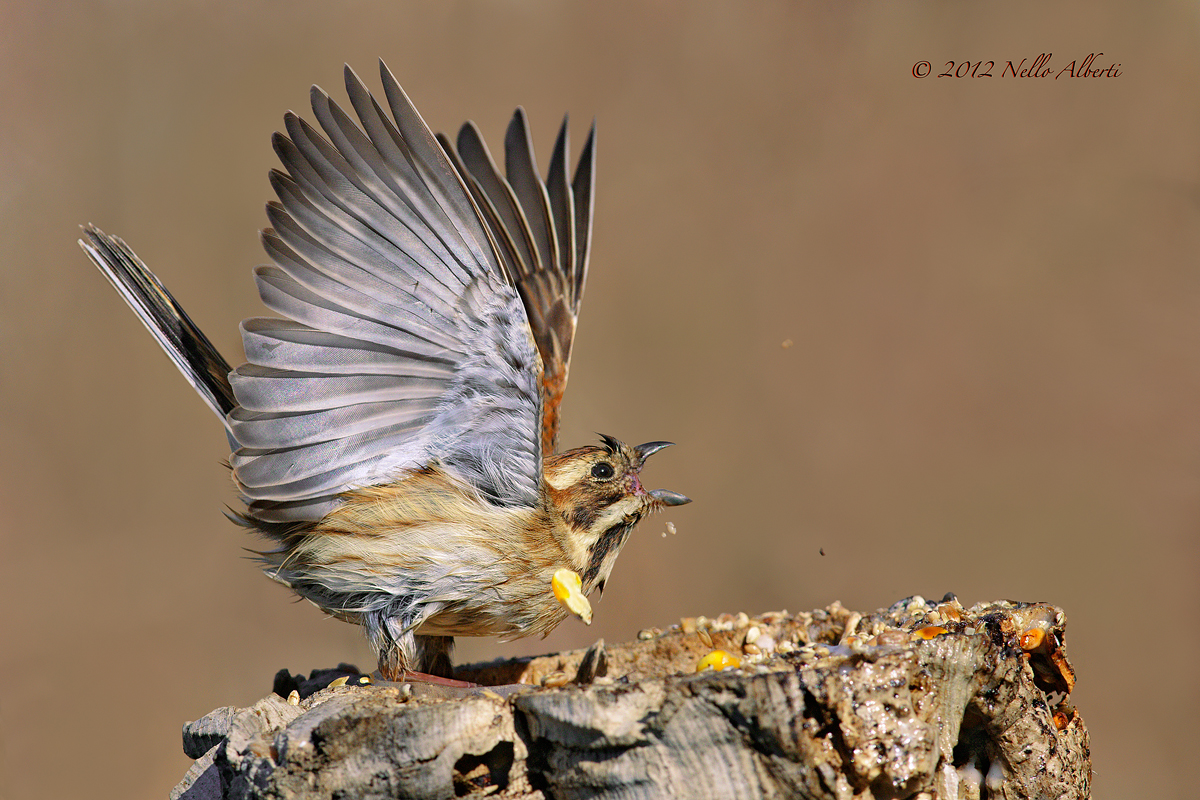 migliarino di palude femmina