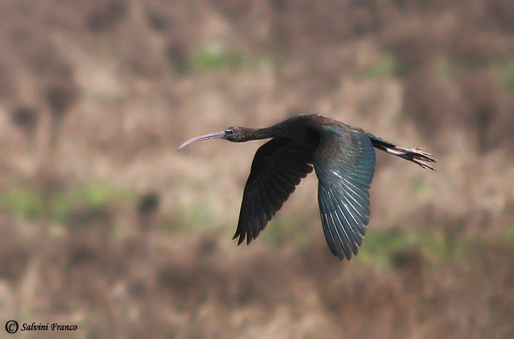 Mignattaio (Plegadis falcinellus)