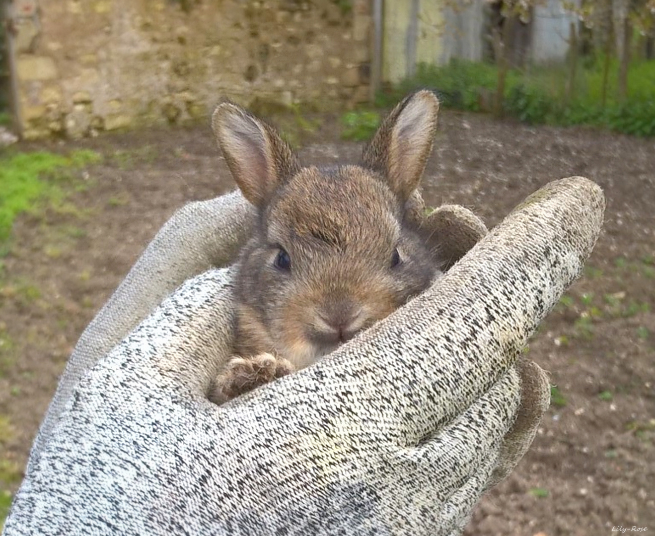 ... Mignon Né ...