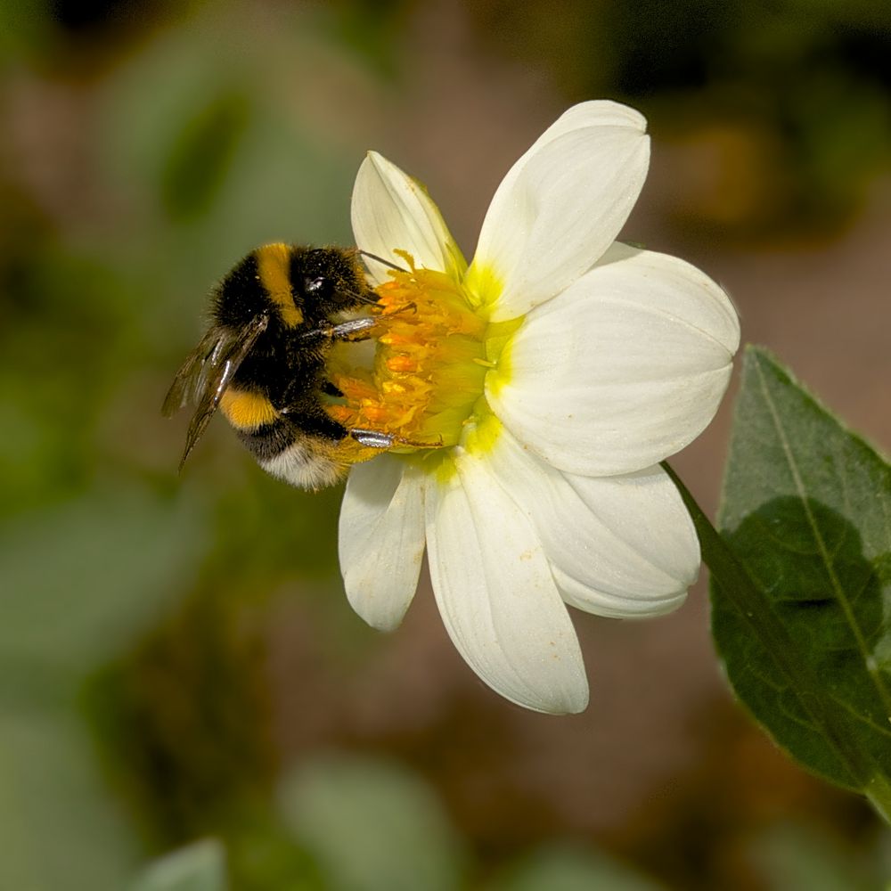 Mignondahlie Sneezy (mit Besucher)