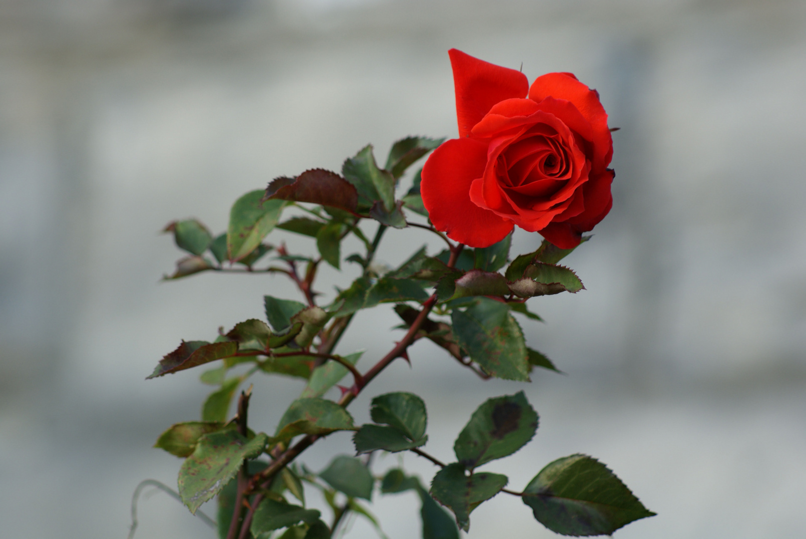 Mignonne allons voir si la rose...