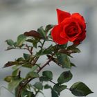 Mignonne allons voir si la rose...