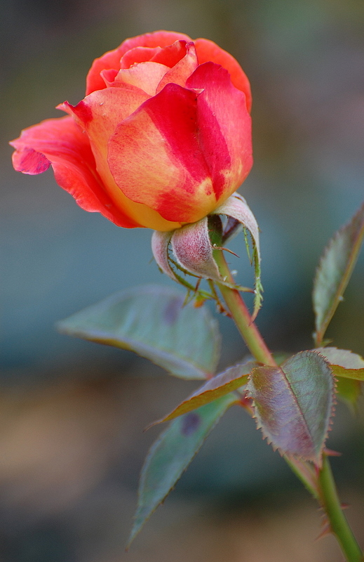 Mignonne allons voir si la rose...