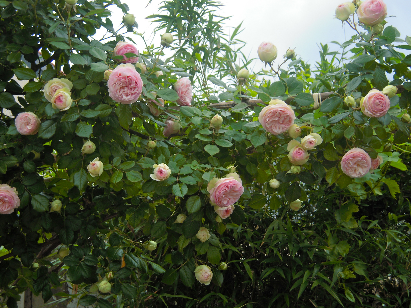 mignonne,allons voir si la rose..