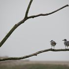 Migración de Invierno