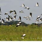 Migración de la Mycteria Americana