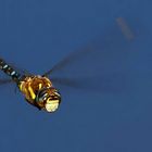 Migrant Hawker 