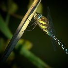 Migrant Hawker by night