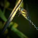 Migrant Hawker by night