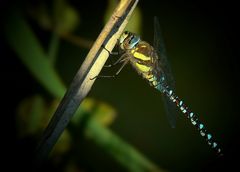 Migrant Hawker by night