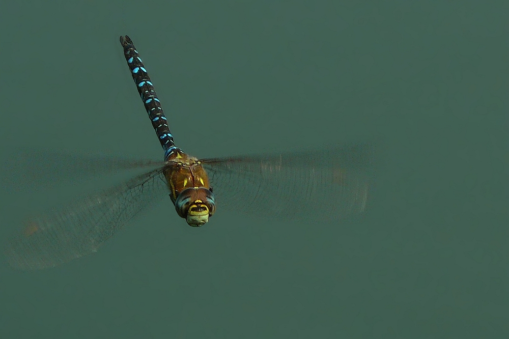 Migrant Hawker