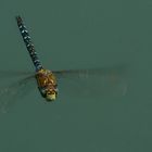 Migrant Hawker