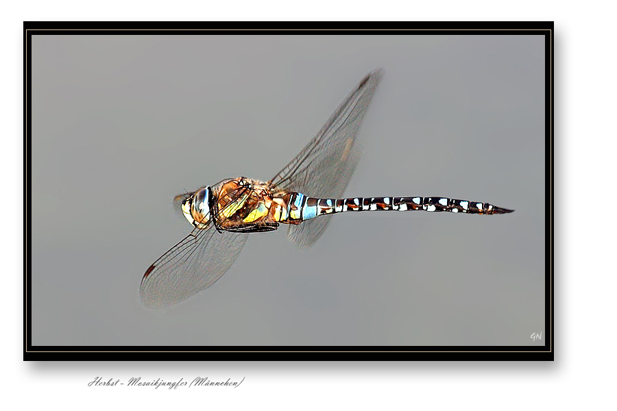 Migrant Hawker - Herbst Mosaikjungfer Männchen