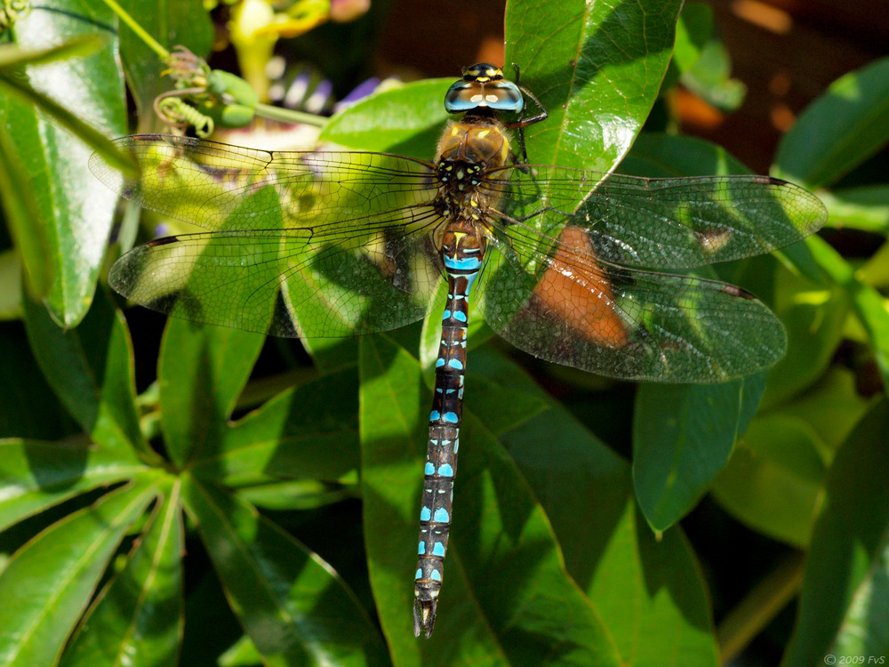 Migrant_Hawker II