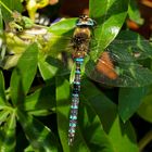 Migrant_Hawker II