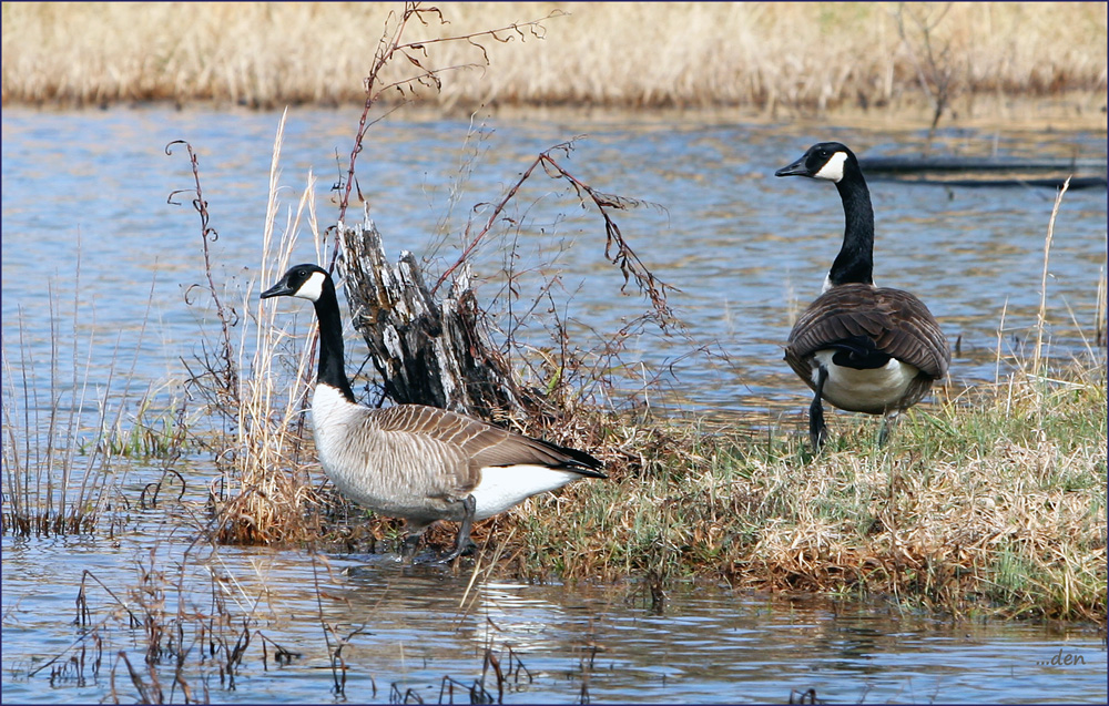 Migrating Canadian Geese,