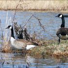 Migrating Canadian Geese,