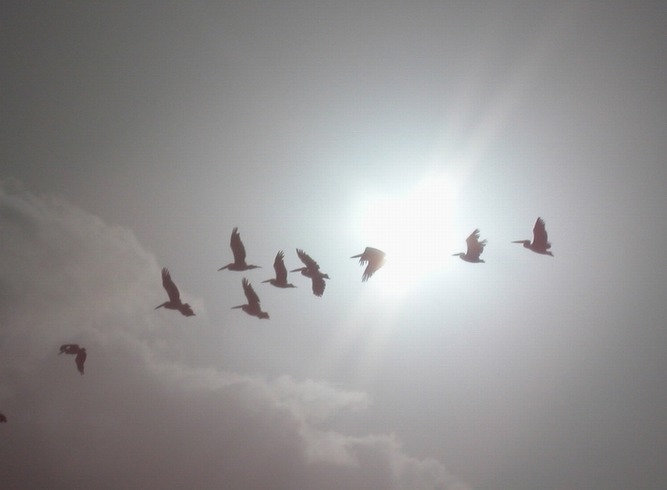 migrating cranes