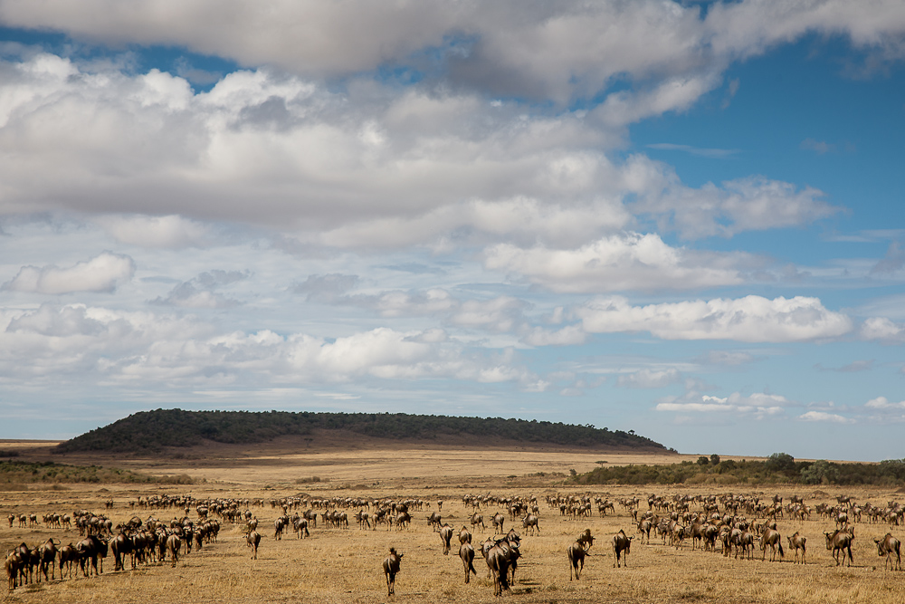 Migration