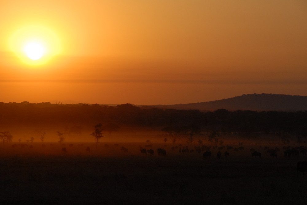 migration bei sonnenaufgang