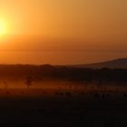 migration bei sonnenaufgang