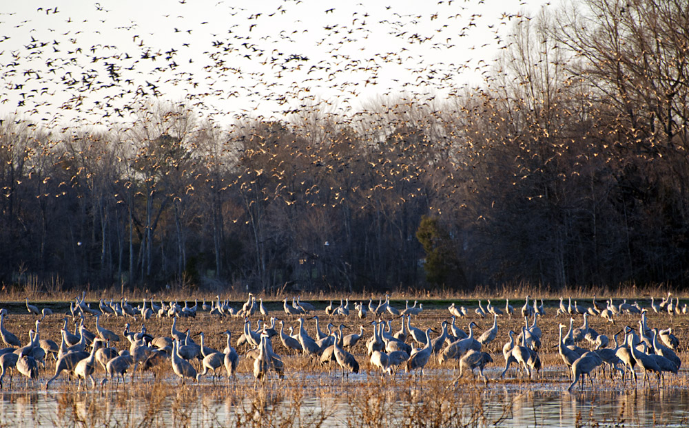 Migration Birds