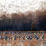 Migration Birds
