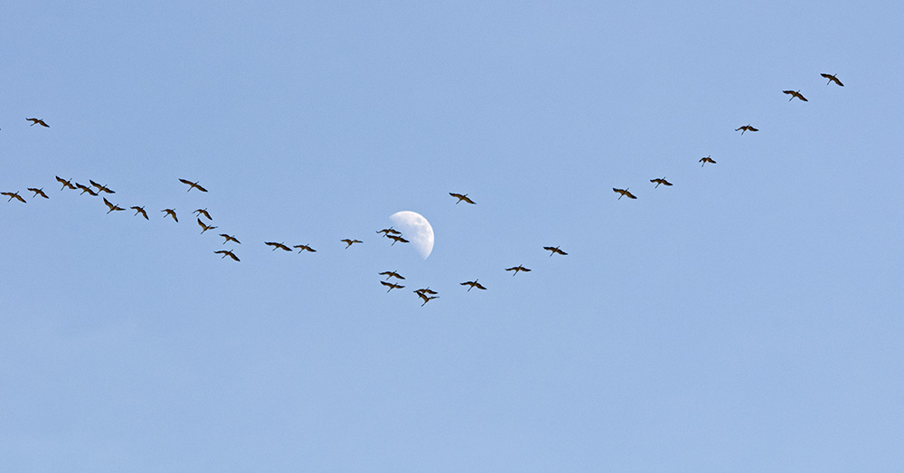 Migration de grues cendrées