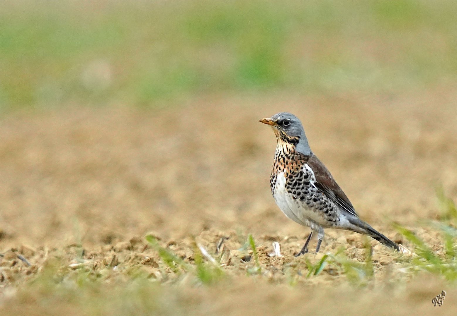 Migration de la grive Litorne