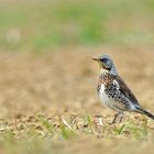 Migration de la grive Litorne