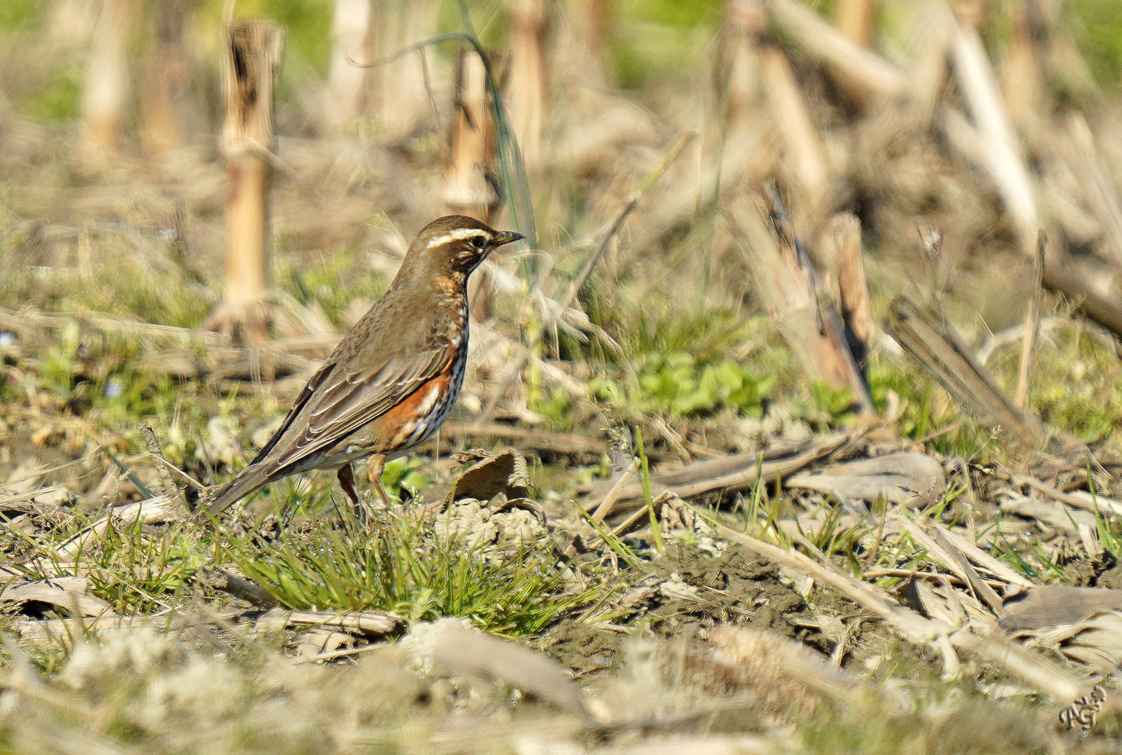 Migration de la grive mauvis