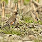 Migration de la grive mauvis