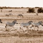 Migration der Zebras