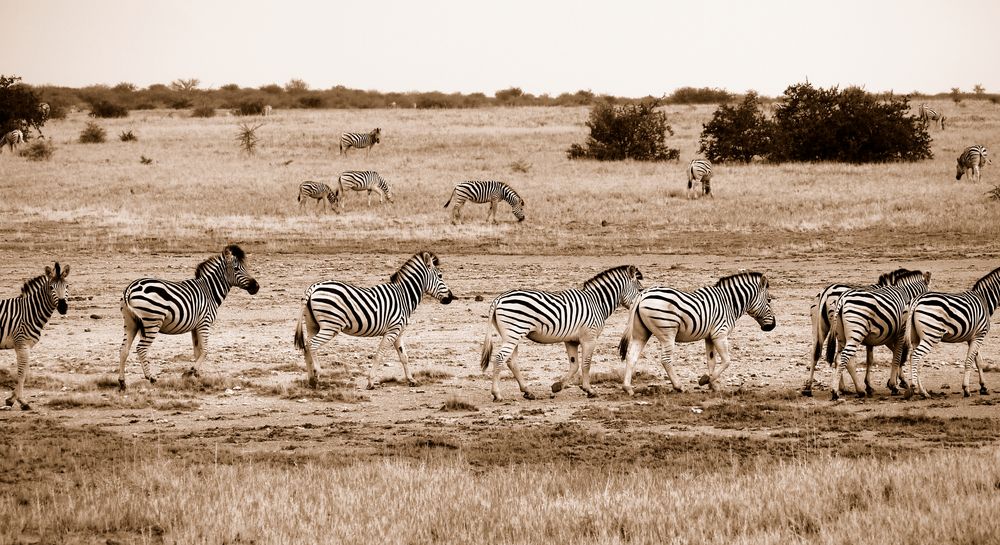 Migration der Zebras
