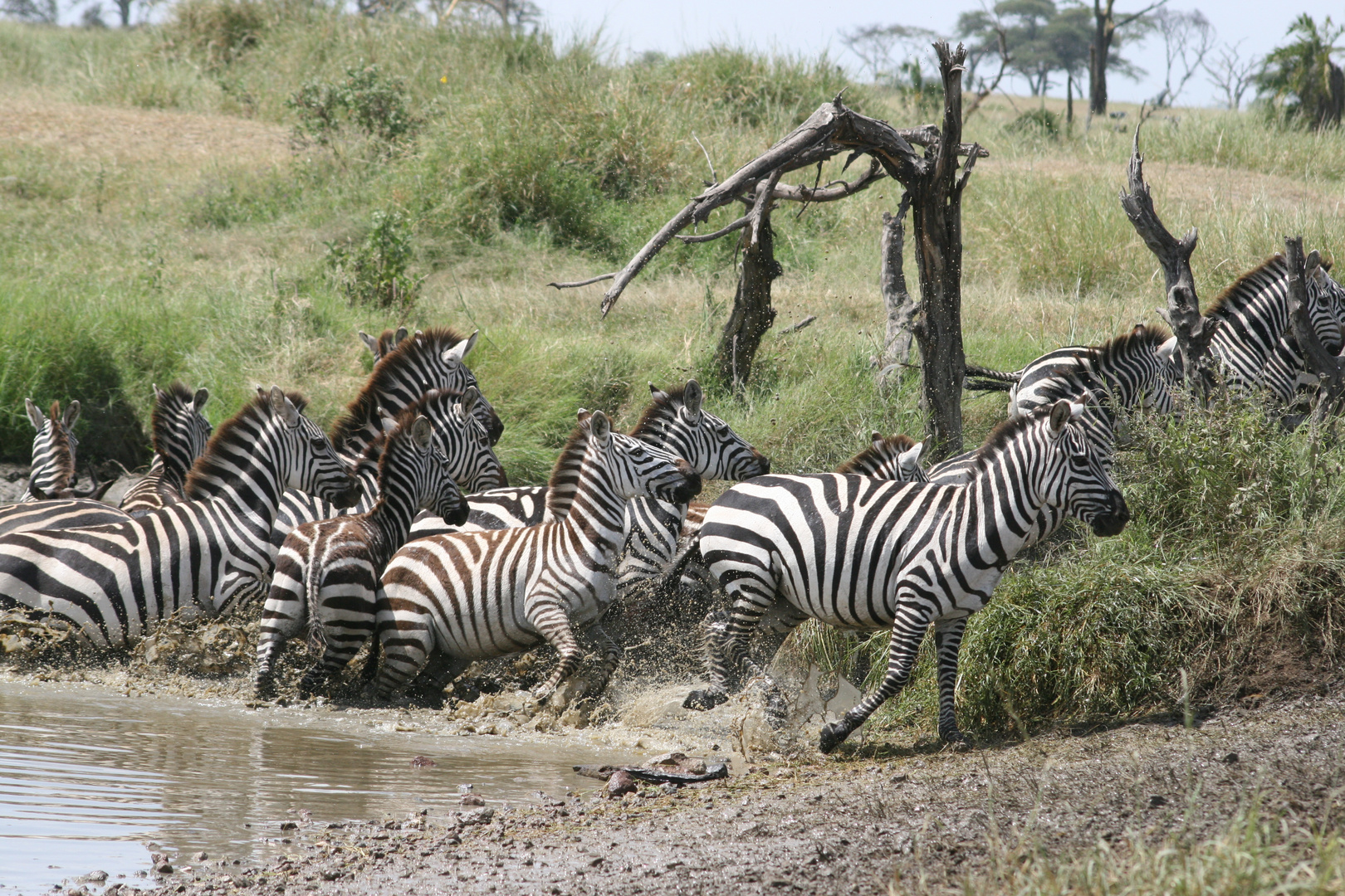 Migration der Zebras und Gnus