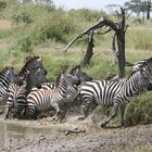 Migration der Zebras und Gnus