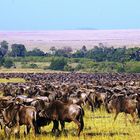 Migration des gnous au Masai Mara
