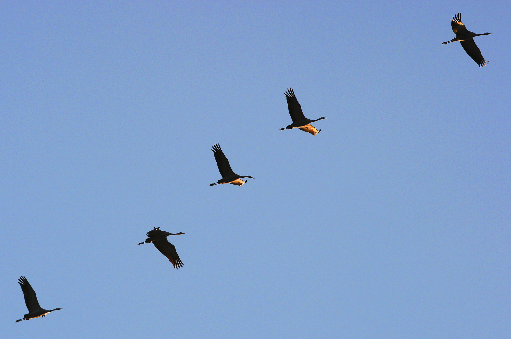 Migration des grues