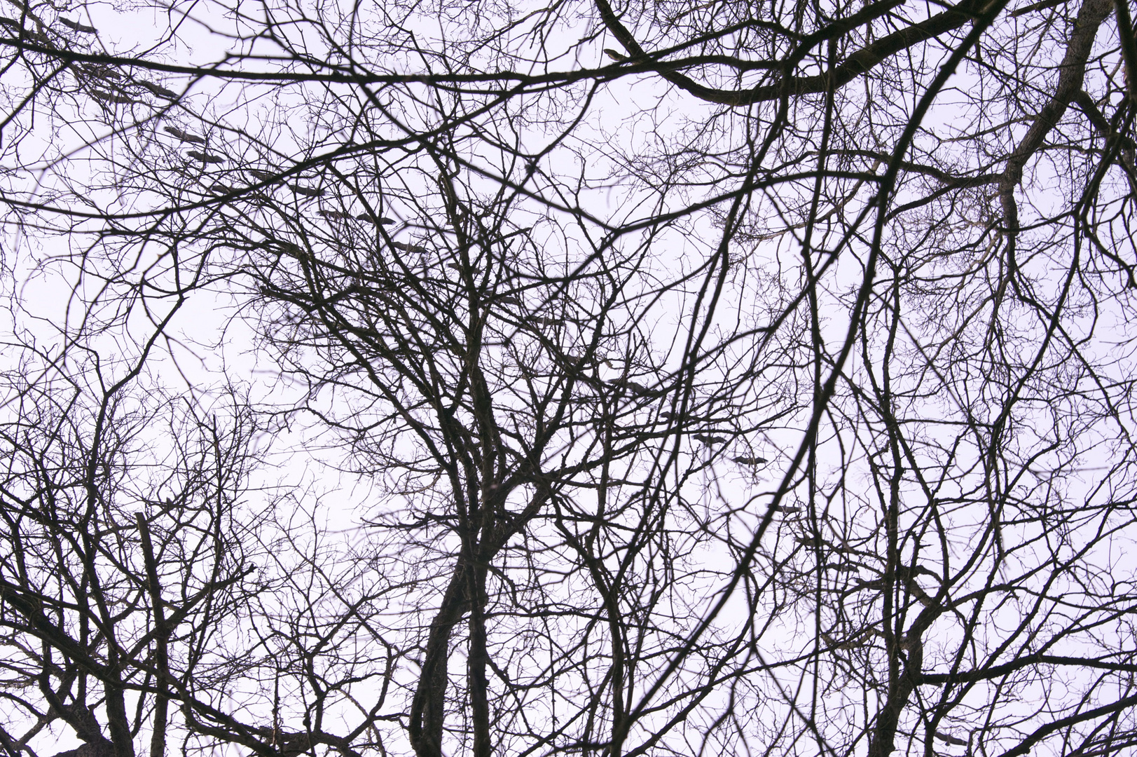 Migration des grues cendrees