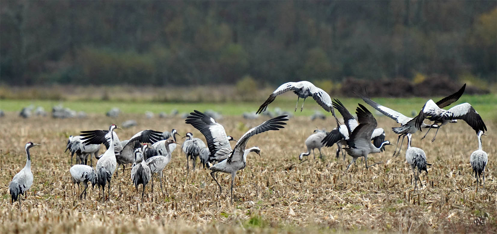 Migration des grues Cendrées...