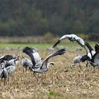 Migration des grues Cendrées...