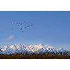 Migration des grues cendrées et massif du Canigou