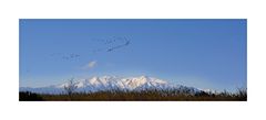 Migration des grues cendrées et massif du Canigou