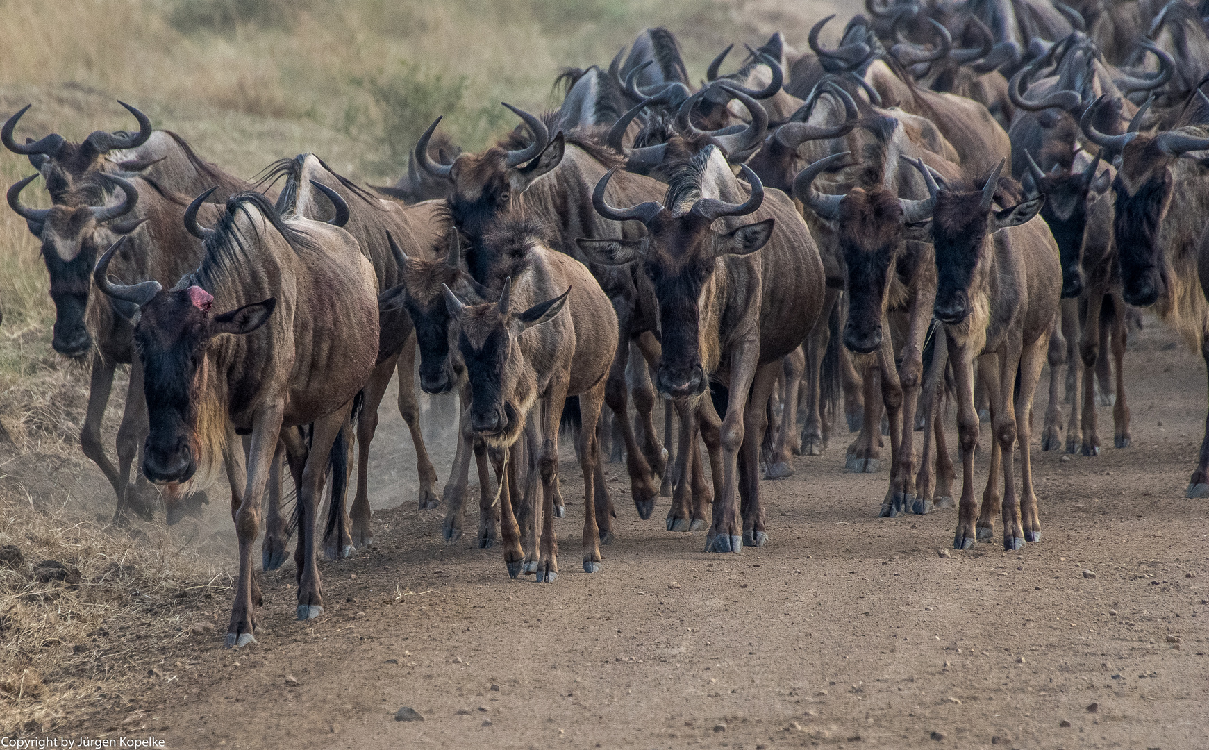 Migration Masai Mara I