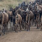 Migration Masai Mara I