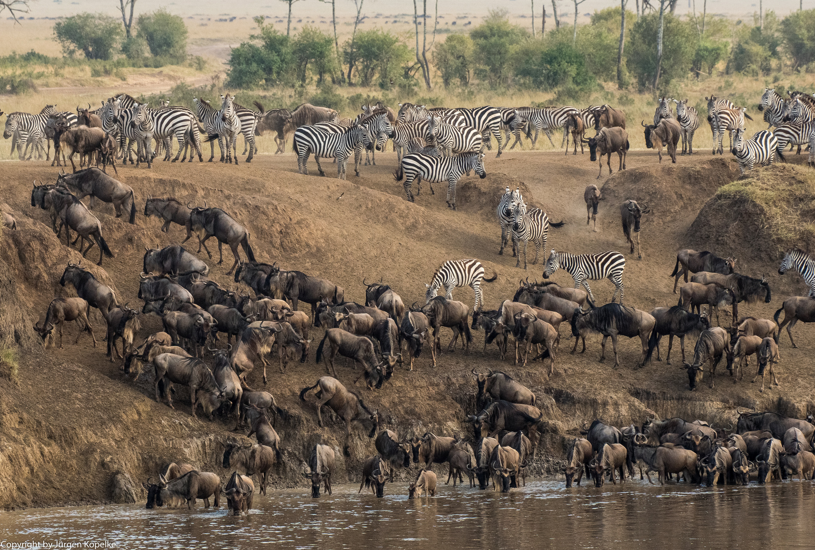 Migration, Masai Mara II