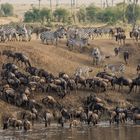 Migration, Masai Mara II